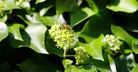 Bee nectaring in a hedge, Europe Stock Footage 67957748