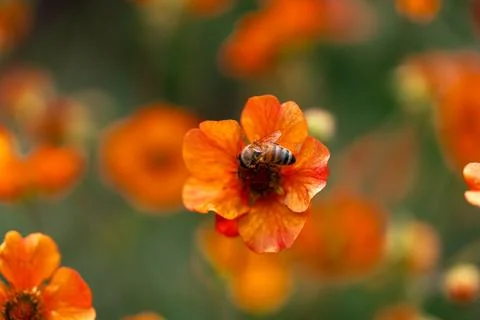 A bee on a Nepal cinguefoil 스톡 사진