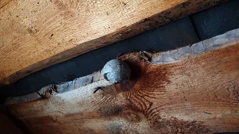 The Bee nest close up. Abandoned bee's nest with honeycombs. Stock Footage 106003360