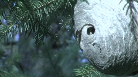 Bee Nest Video stock 339348