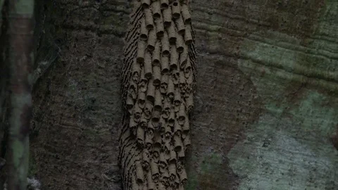 Bee nest hang on big tree trunk in the lowland Amazon rainforest close up Stock Footage 99364063