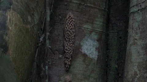 Bee nest hanging on big tree trunk in the lowland Amazon rainforest Stock Footage 99364019