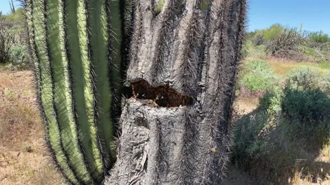 Bee nest in a Saguaro Cactus Stock-Footage 213802457