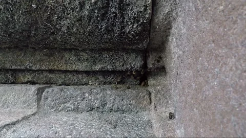 Bee Nest in Stone Wall, Garuda Temple Terrace, Prambanan, Java, Indonesia Video stock 251572258