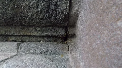 Bee Nest in Stone Wall, Garuda Temple Terrace, Prambanan, Java, Indonesia Vídeo Stock 251572642