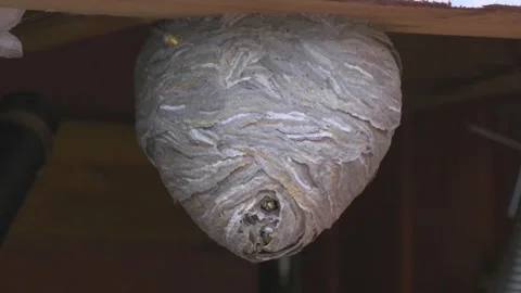 Bee nest in a warehouse Stock Footage 338355150