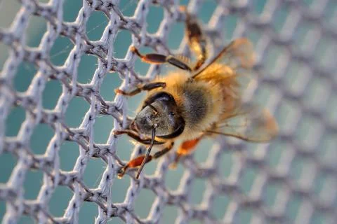 Bee on the net Stock Photos