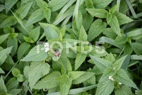 Bee on Nettle 01 - Nature, Pollination, Insects, Green, Leaves