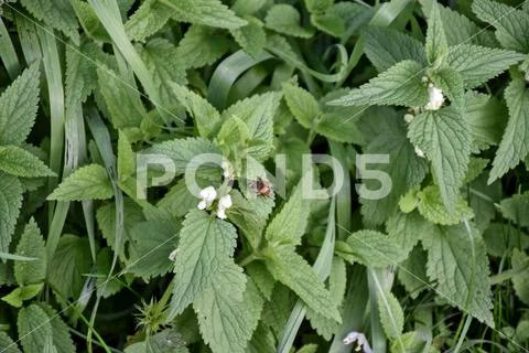 Bee on Nettle 02 - Nature, Pollination, Insects, Green, Leaves