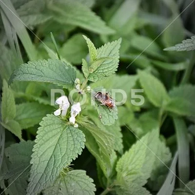 Bee on Nettle 03 - Nature, Pollination, Insects, Green, Leaves
