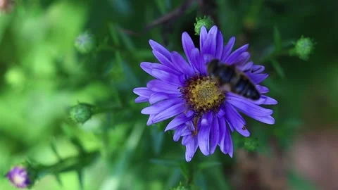 Bee on a New England aster violet flower Stock Footage 139769370