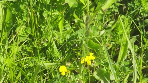 Bee next to flower Stock Footage 281238898