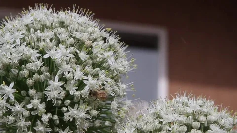 Bee in onion bloom Vídeo Stock 76594358