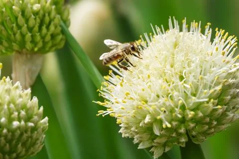 A bee on an onion Stock Photos