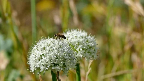 Bee on the onion plant, 스톡 동영상 104619759