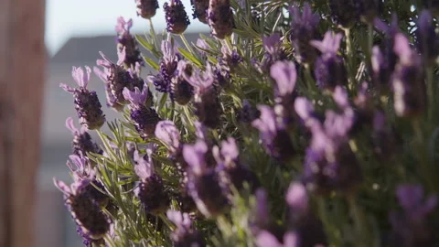 Bee In Open Lavender Flowers with Highlights Flies Away Video stock 133018814