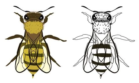 Bee or Apis mellifera Vector Illustration Stock Illustration