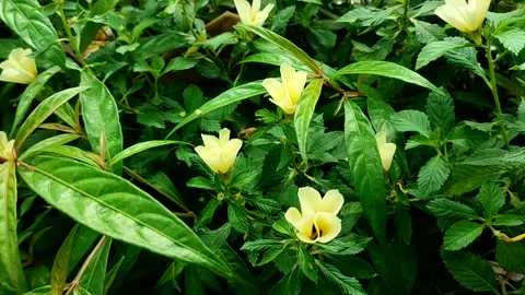 A bee or beetle collects nectar Video stock 238659151