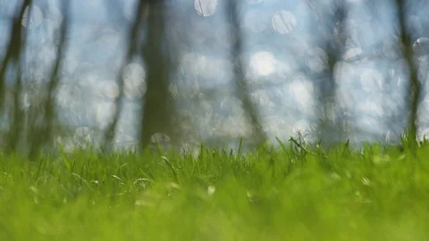 A bee or a bumblebee flies over the fresh spring grass Stock Footage 88365425