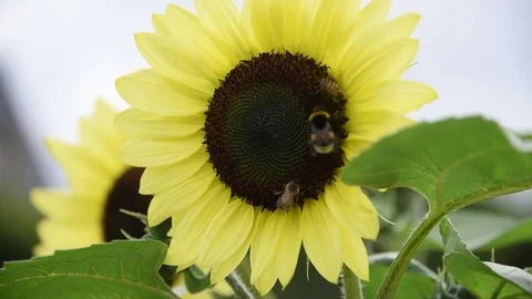 Bee Or Honeybee Pollinating a Sunflower Stock Footage 73269665