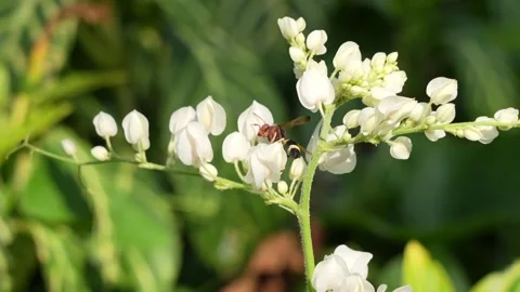 A bee or wasp taking the nectar from some tiny flowers in slow motion. Stock Footage 240361522