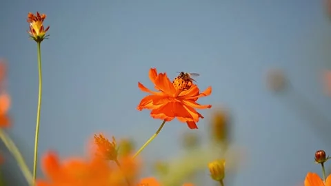 Bee on Orange Cosmos – Slow Motion Clip 스톡 동영상 323580827