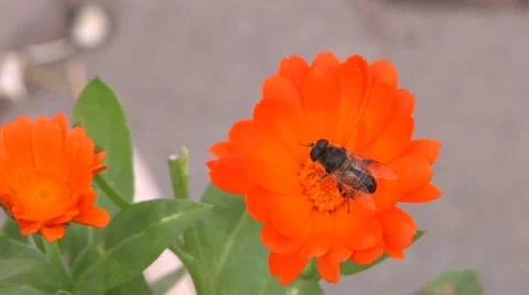 Bee on orange flower Stock Footage 1016302