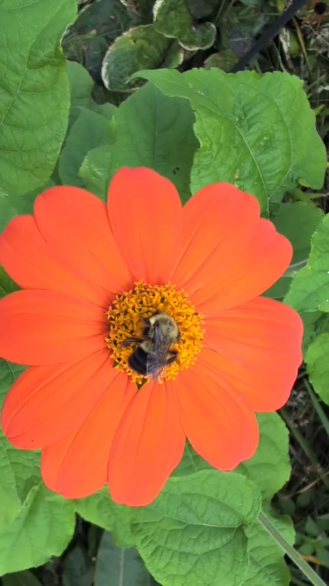 Bee on an orange flower Stock Footage 316064702