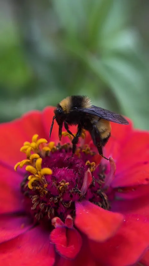 Bee on Orange Flower – Macro Close-Up Nature Footage Stock Footage 319144983