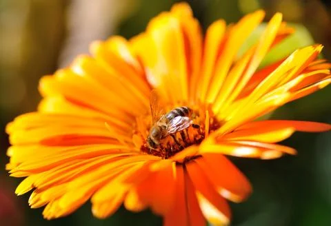 Bee in an orange flower Stock Photos