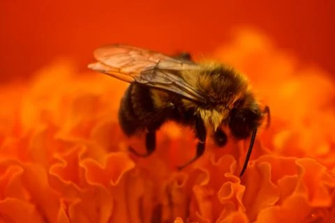 Bee on orange flower 스톡 사진