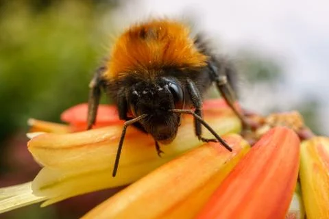 A Bee on an orange flower Stock Photos