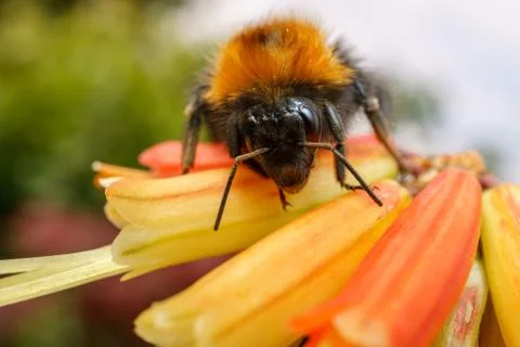 A Bee on an orange flower Stock Photos