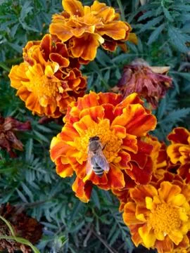Bee on Orange Flower Stock Photos