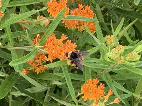 Bee on orange flower Stock Photos