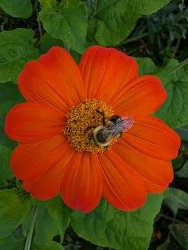 Bee on an orange flower 스톡 사진