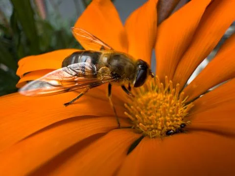 A bee on an orange flower Stock Photos
