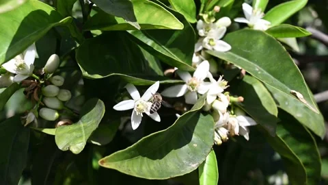 Bee on the orange flowers. Pollination Stock Footage 134312728