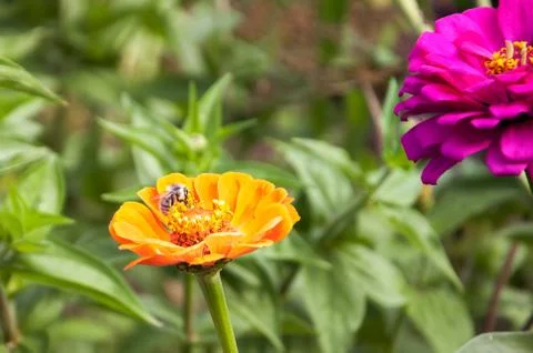 Bee on Orange Gerbera Flower Stock Photos