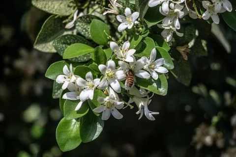 Bee on Orange Jasmine Stock Photos