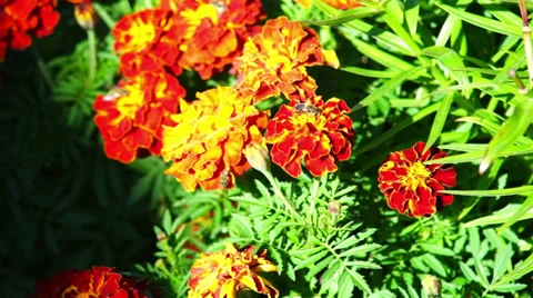 Bee on orange marigold flowers Stock Footage 30367908