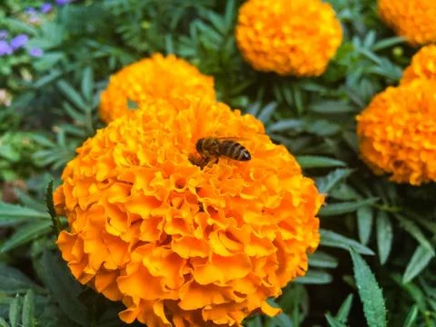 Bee on orange marigold Stock Photos