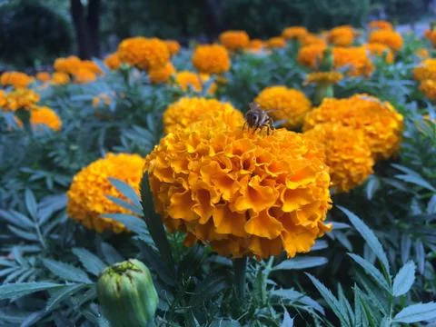 Bee on orange marigold Stock Photos