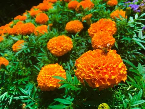 Bee on orange marigold Stock Photos