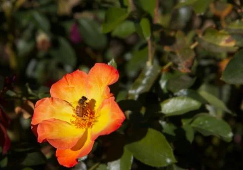 Bee on orange rose Stock Photos