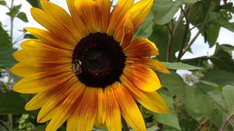 Bee on orange sunflower Stock Footage 104227540