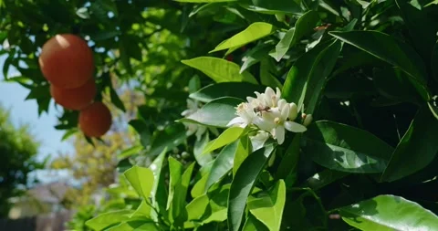 Bee on orange tree flower in spring Stock Footage 306077836