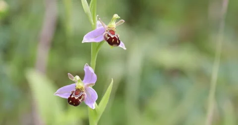 Bee Orchid (Ophrys apifera) flower. North Wales. Stock Footage 197169969