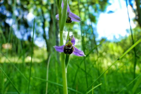 Bee Orchid. Stock Photos