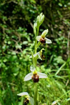 Bee Orchid. Stock Photos